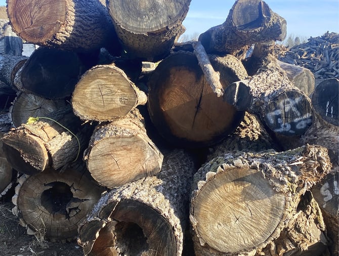 felled trees from an urban lumber program