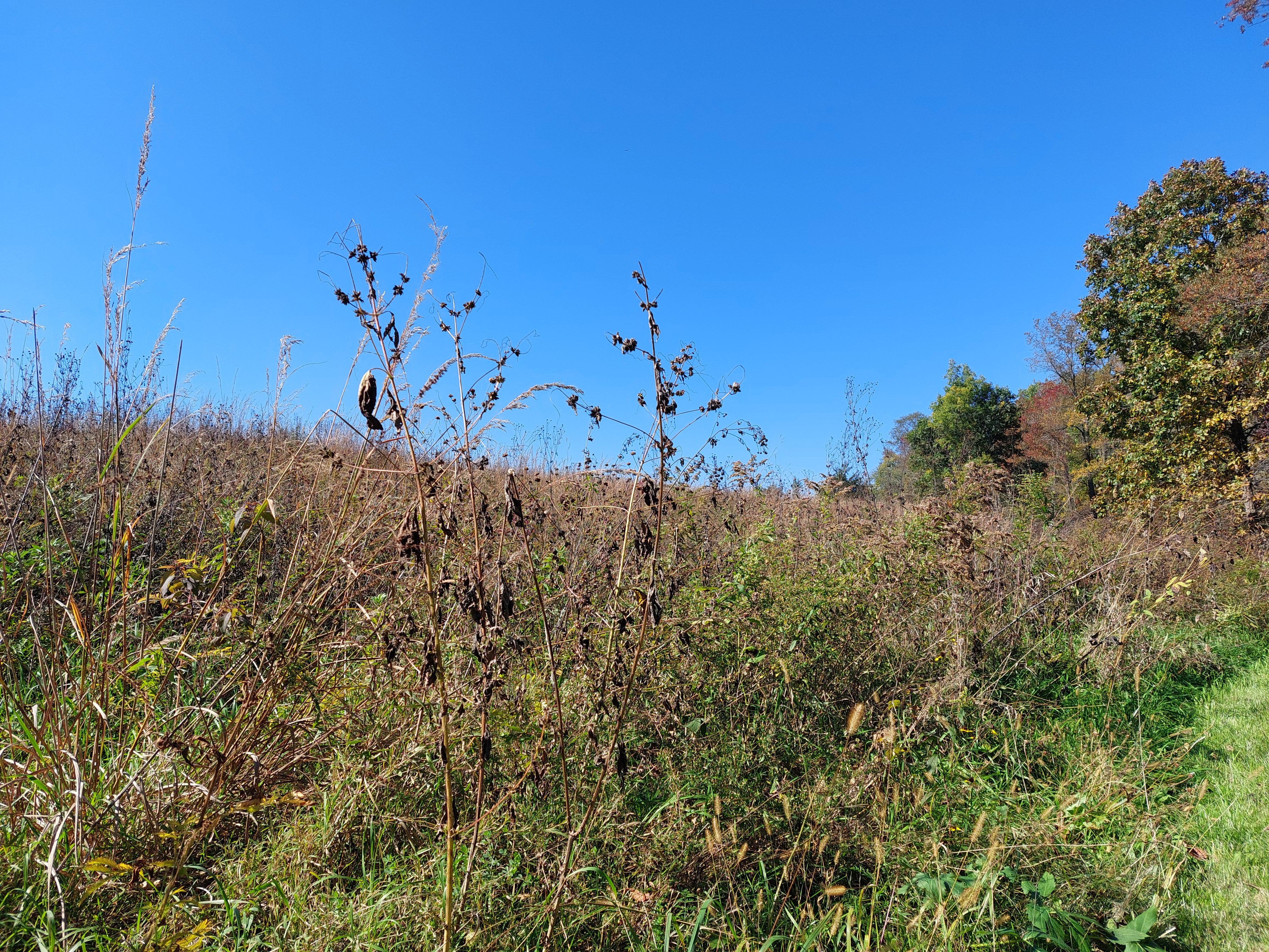 October Regenerative Community Organization Highlight: Bur Oak Land Trust